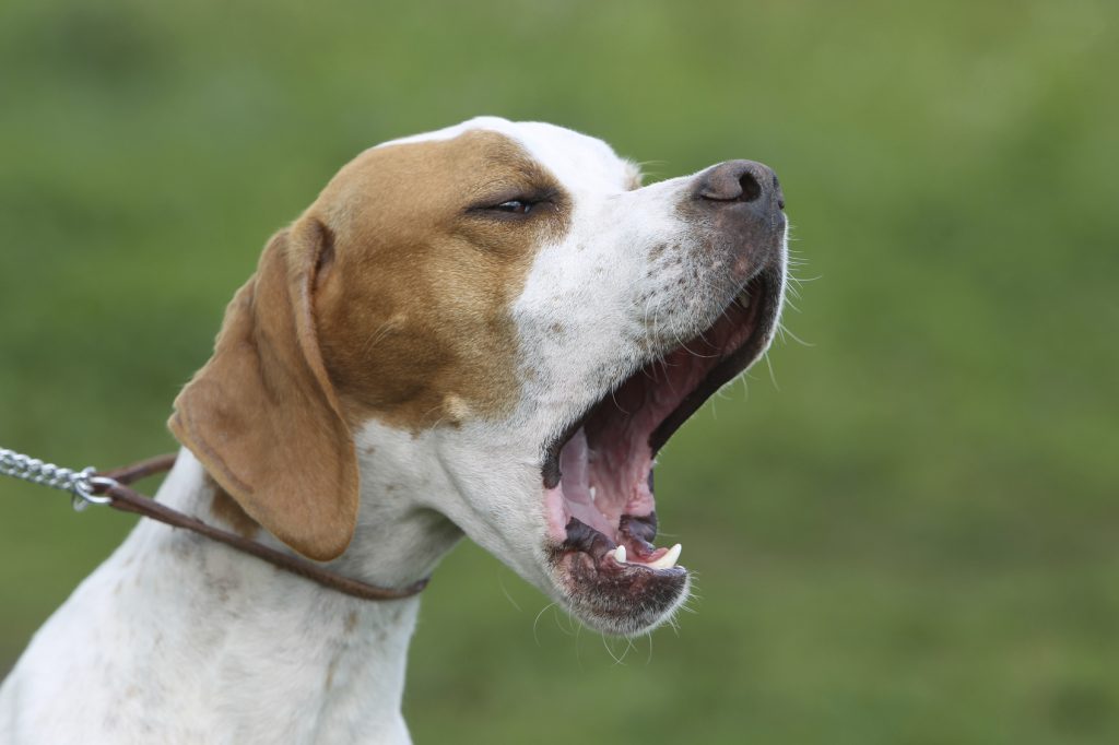 image of the barking english pointer taken outdoors