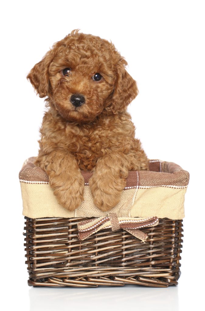 Red toy poodle puppy (two month) sits in wicker basket on a white background