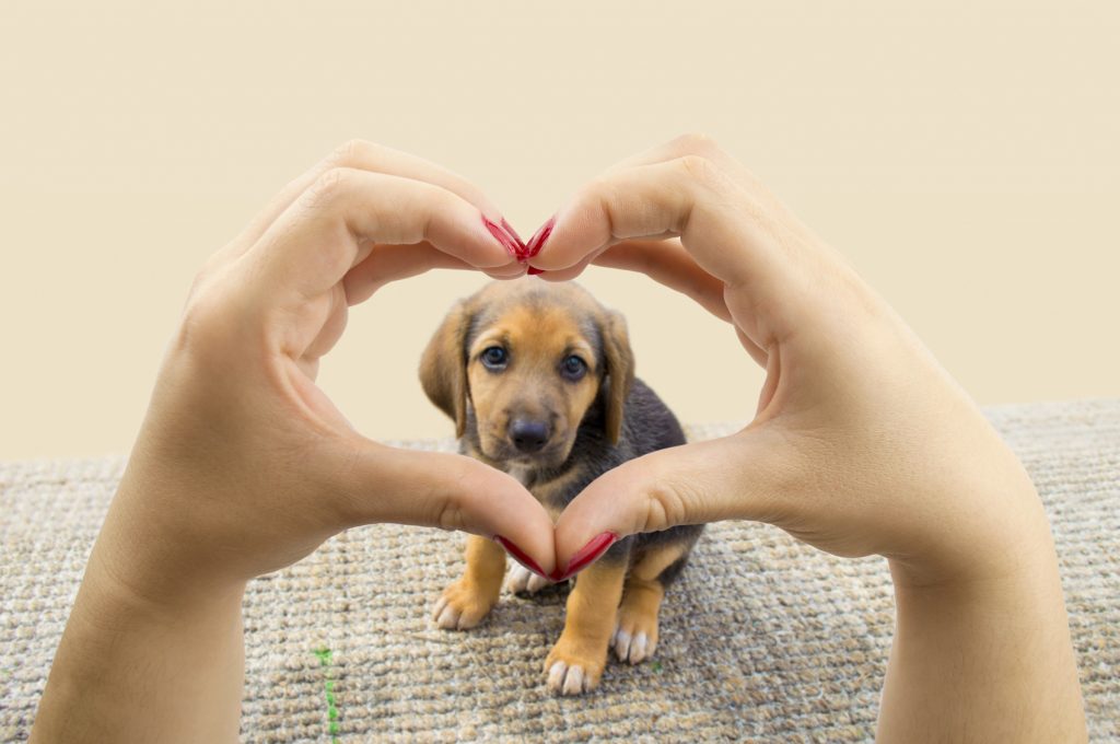 woman making the heart shape with her hands and the puppy dog in the middle