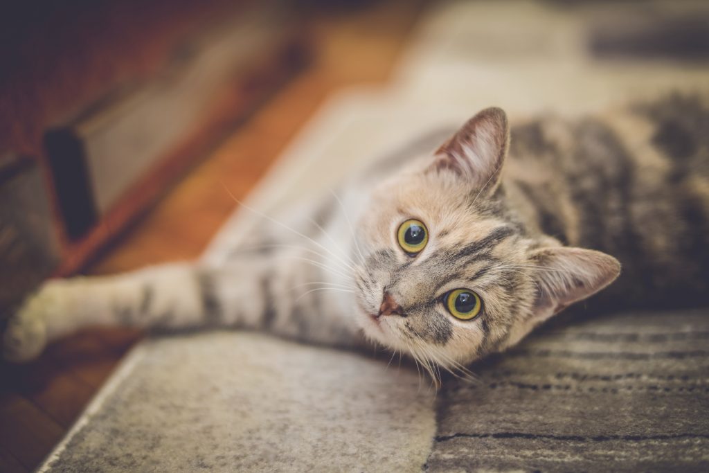 Cute little cat with green eyes lying down